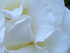 Fiore Bianco e Purezza - by Axinia